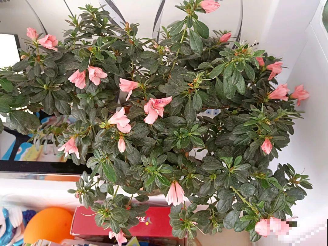 夏天到了，这10种花不能晒，否则干枯黄叶死翘翘