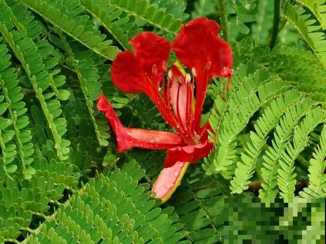 6种“红色”花,一开一大片,疯长起来拦不住! 6种“红色”花,一开一大片,疯长起来拦不住!