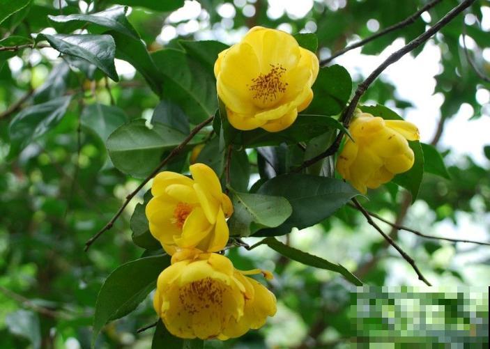 这花是茶族皇后，品种稀少又珍贵，国家一级保护植物！