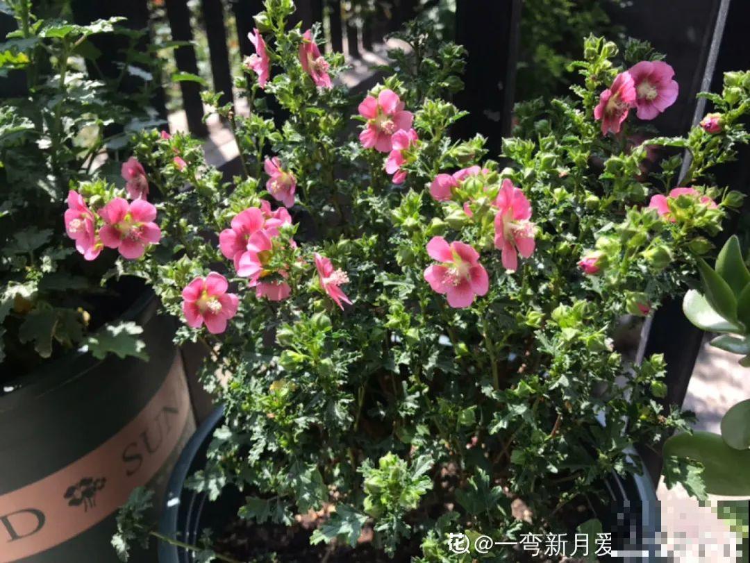 20种花,夏天这么浇水,长得快、开花多! 20种花,夏天这么浇水,长得快、开花多!