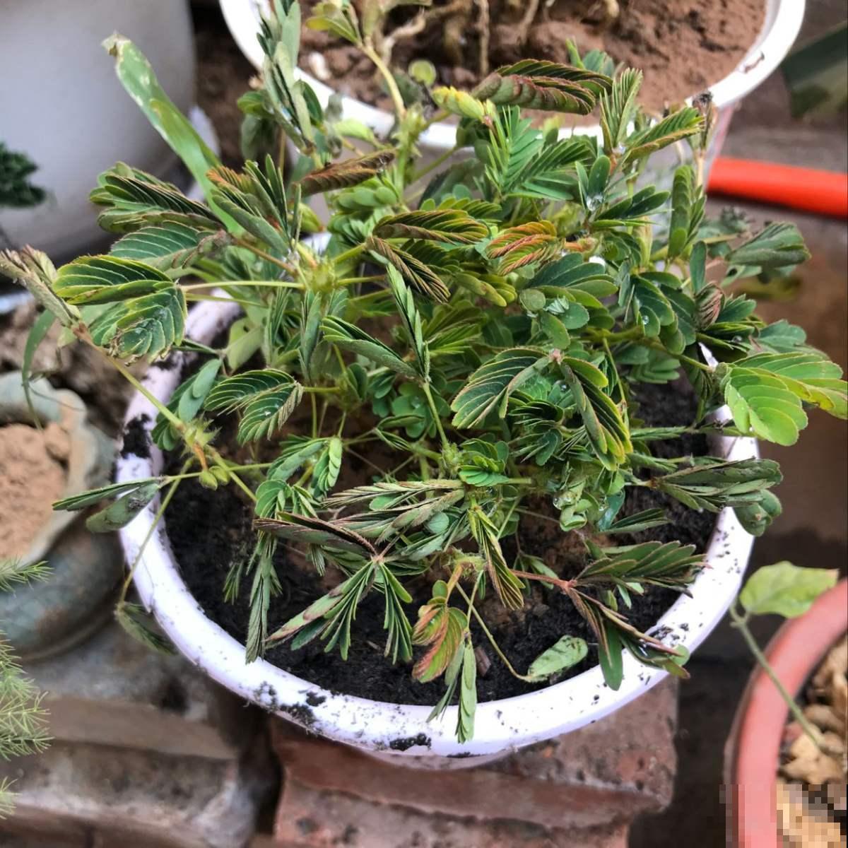 家里的含羞草真好玩，可是偶尔却没反应，原来如此！