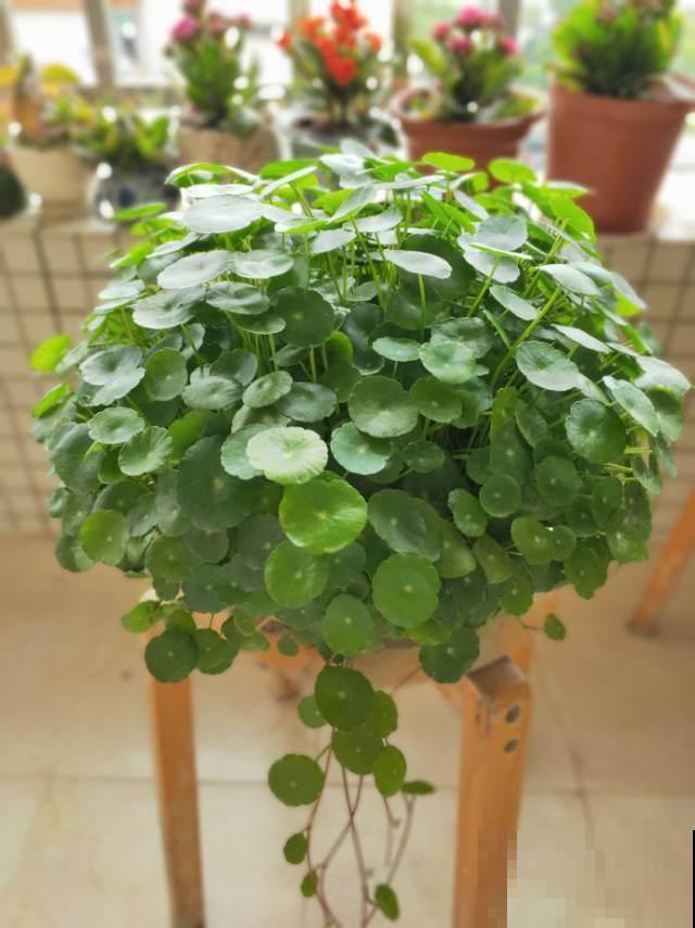 花养得好,别嘚瑟,小心被伸手党给薅走了! 花养得好,别嘚瑟,小心被伸手党给薅走了!