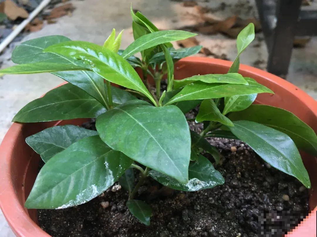 10种花,现在赶紧扦插,随便插土里就能活 10种花,现在赶紧扦插,随便插土里就能活