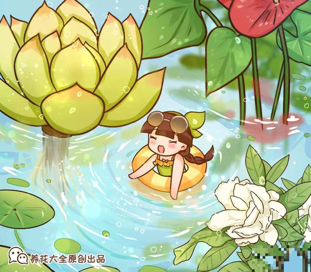 夏天的多肉也漂亮，主要得选对品种，这8种最合适