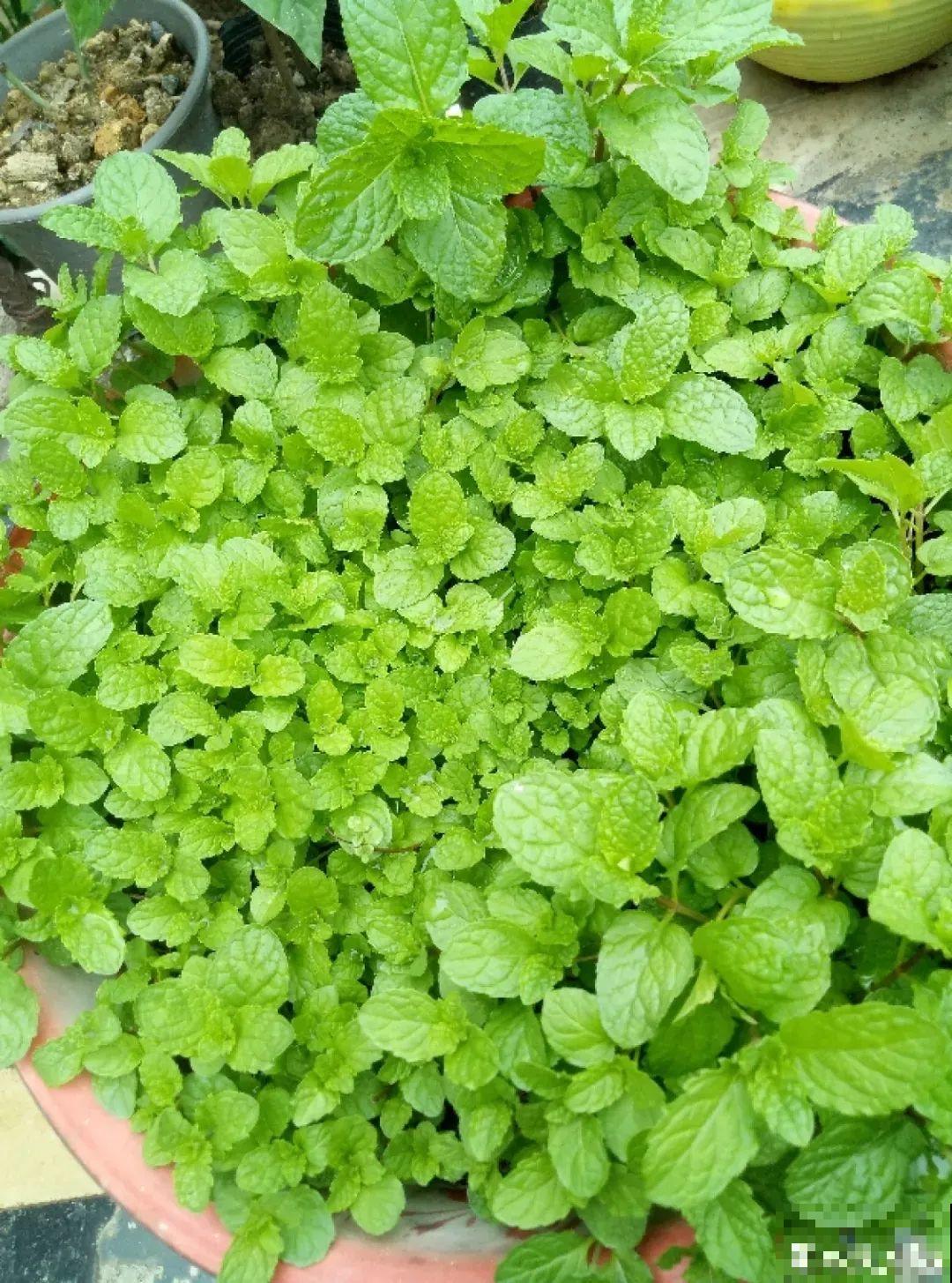 夏天最受欢迎的5种花,新奇有趣,天热长得快! 夏天最受欢迎的5种花,新奇有趣,天热长得快!