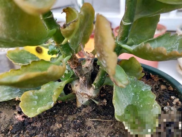 夏天潮湿闷热，一不小心花就烂根，看准时机砍掉，照样长出新叶子