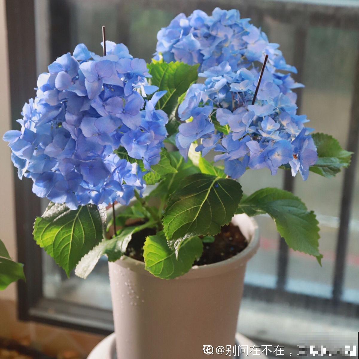 6种蓝色系的花，最适合夏天养，清凉又舒爽！