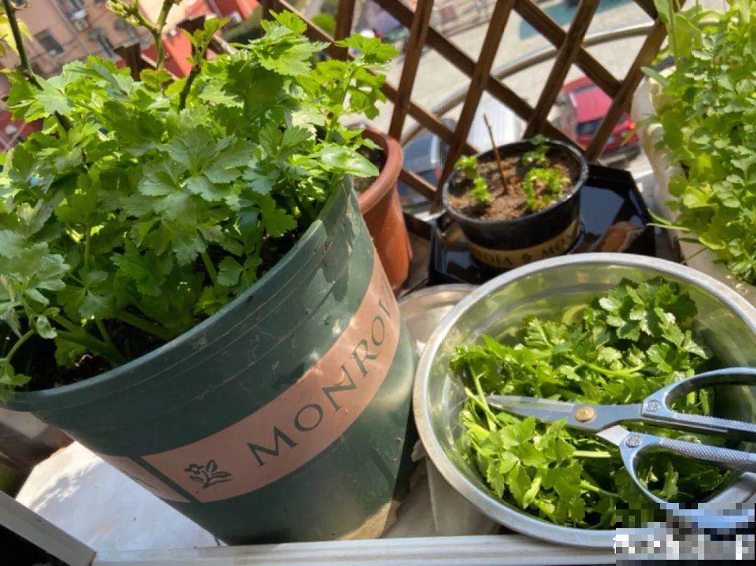 花盆里种点菜,割一茬长一茬,买菜不花钱 花盆里种点菜,割一茬长一茬,买菜不花钱