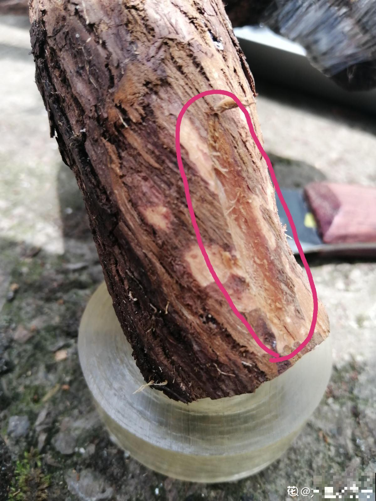 山上挖一棵野蔷薇，回家绑上月季枝，立马变成高价老桩！