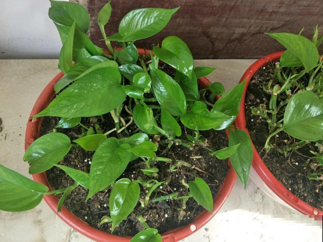 1根绳子扯一下，枝条冒出20个芽，一不小心拉断了！