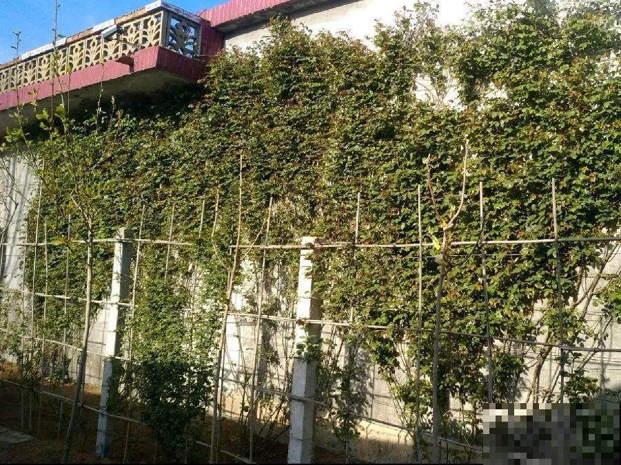 门口养棵大花树,风吹就开花,20年变成传家宝! 门口养棵大花树,风吹就开花,20年变成传家宝!