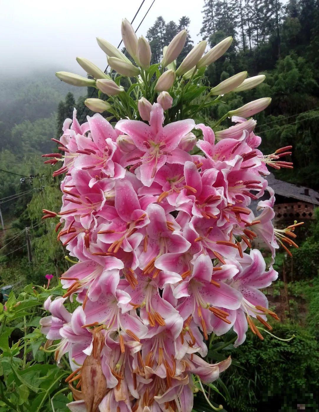 花也能成精，养成巨无霸，一次开花50朵，比小孩还高！
