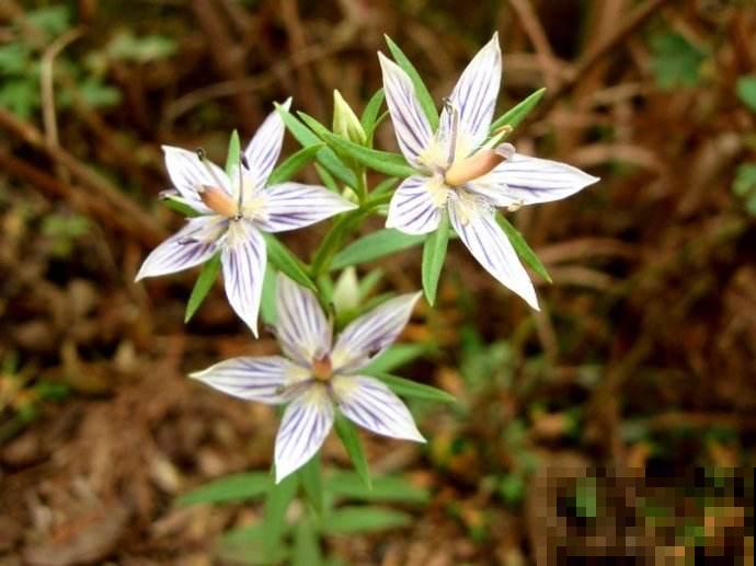 这些花实在太神奇了,一淋雨就变“脸”,透明花瓣像水晶! 这些花实在太神奇了,一淋雨就变“脸”,透明花瓣像水晶!