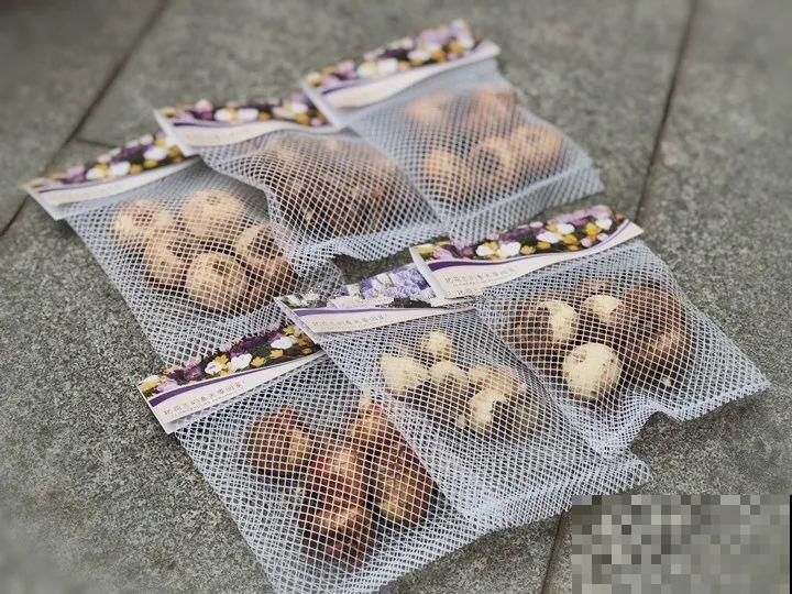 院子里超适合养番红花，开花鲜艳多彩，下雪也不耽误开花