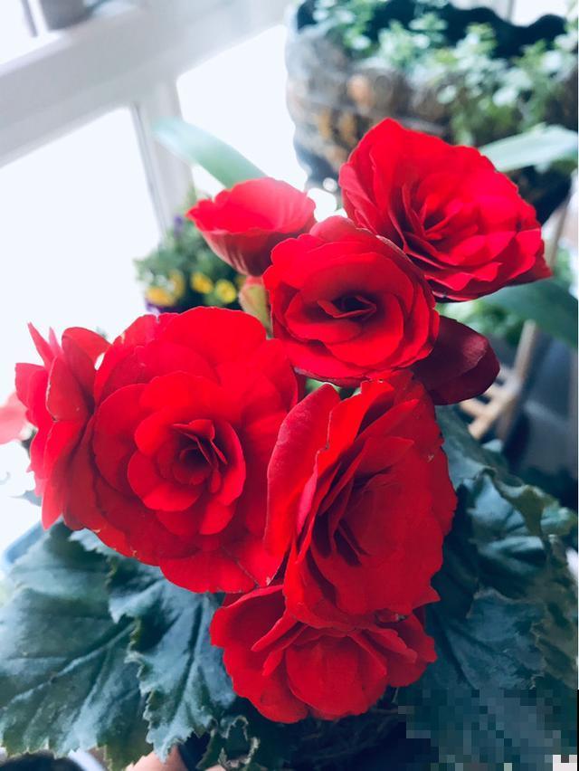 格海棠夏季容易热死，养护需要用心点，小心再也不开花！