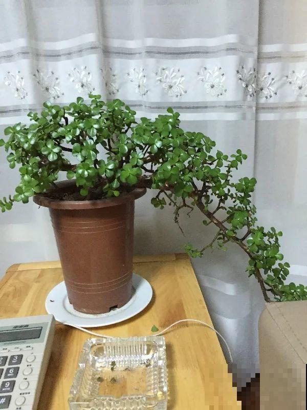 虎皮兰,红掌,吊兰养成老桩,变成大树,真壮观! 虎皮兰,红掌,吊兰养成老桩,变成大树,真壮观!