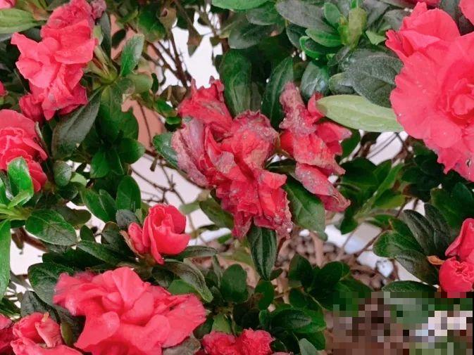 10种水有“毒”,夏天浇花,浇一盆死一盆! 10种水有“毒”,夏天浇花,浇一盆死一盆!