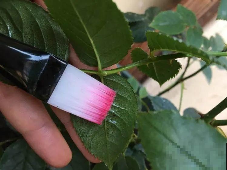 自制杀菌水、杀虫水，3天给花喷一次，虫病全扫光！