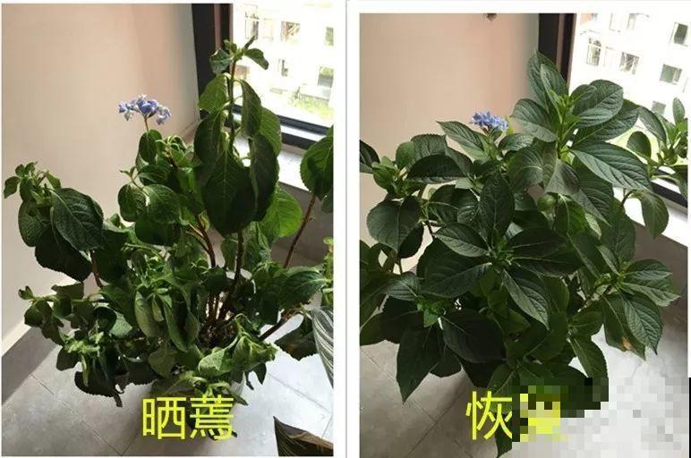 夏天到了，这10种花不能晒，否则干枯黄叶死翘翘