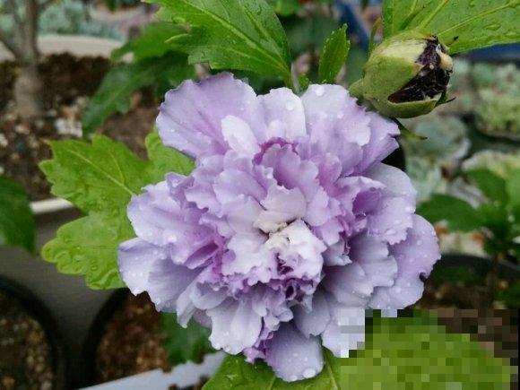 路边的木槿花开了,老人摘了一大筐,上锅蒸比肉还香! 路边的木槿花开了,老人摘了一大筐,上锅蒸比肉还香!