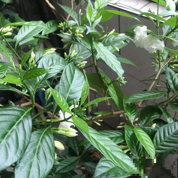 狗牙花是栀子花的盗版?其实开花也很美,而且还有珍贵作用! 狗牙花是栀子花的盗版?其实开花也很美,而且还有珍贵作用!