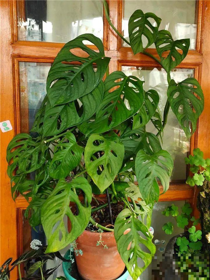 特干净的10种花,天热养一盆,家里特凉快! 特干净的10种花,天热养一盆,家里特凉快!