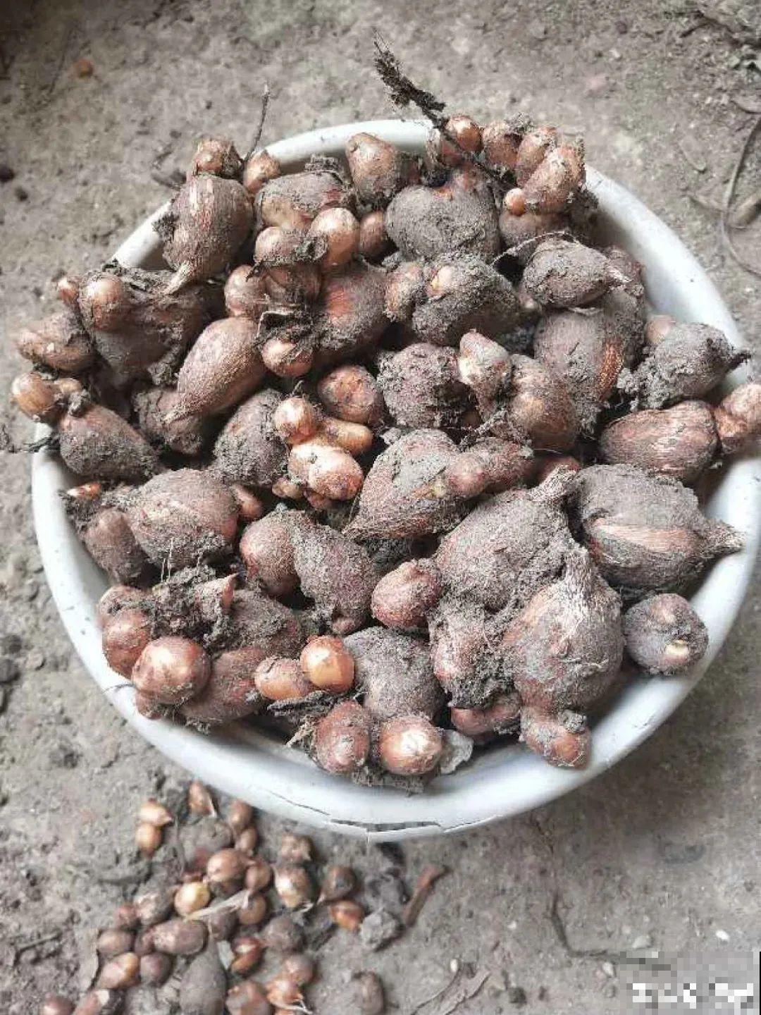 没开花之前像野草,开花之后美翻天,满屋子都是香味 没开花之前像野草,开花之后美翻天,满屋子都是香味