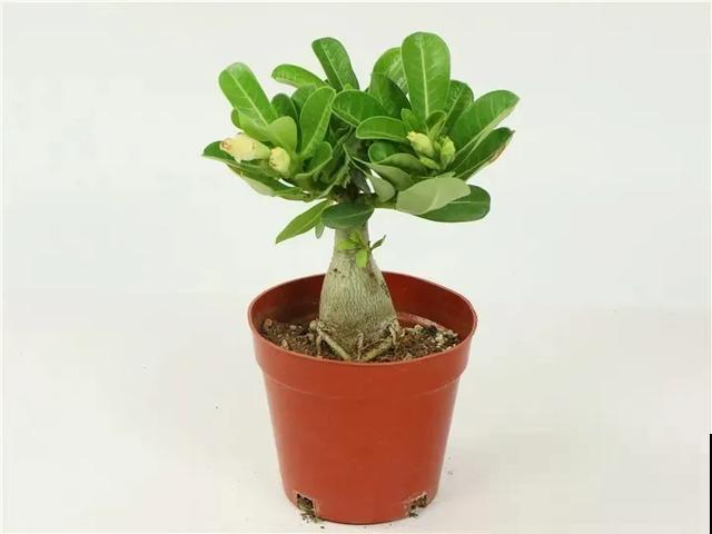 沙漠玫瑰特耐旱，大热天不浇水，也能呼呼开爆盆