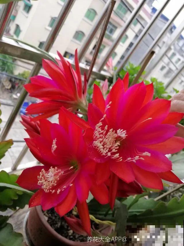 1种花，名叫假昙花，开花上百朵，美翻了