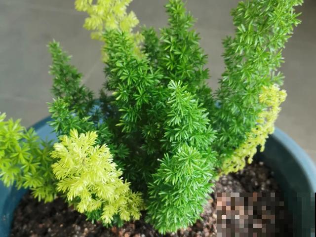 绿萝吊兰扔了,养这7种花,夏天最清凉! 绿萝吊兰扔了,养这7种花,夏天最清凉!