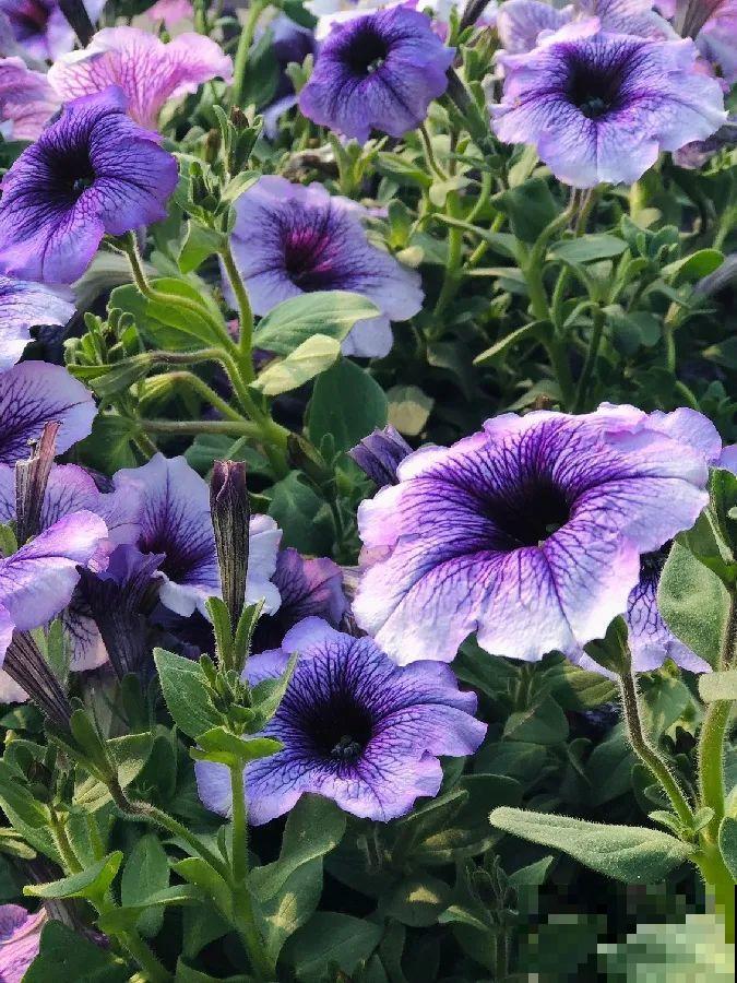 我想回农村,院子里养花、种菜,过清闲日子 我想回农村,院子里养花、种菜,过清闲日子