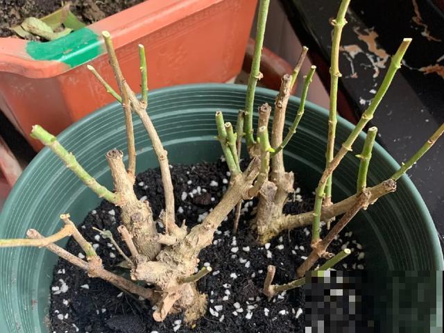 花出现黄叶打蔫，千万别扔，还能救回来！