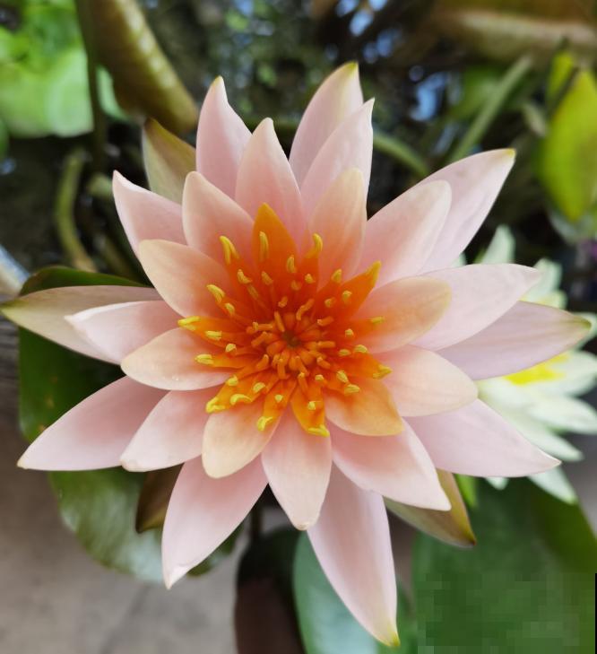 这花是佛教名花，出尘脱俗，见花保吉祥！