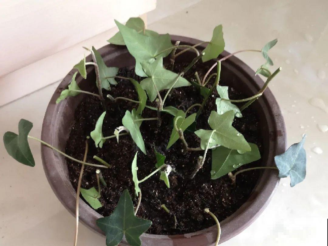 10种花，趁着天热赶紧扦插，成活率特别高