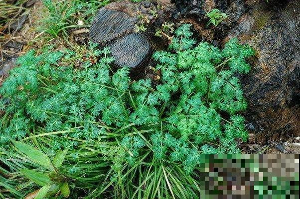 年年去挖的山萝卜，原来是一种人参，心里暗喜值了大钱！