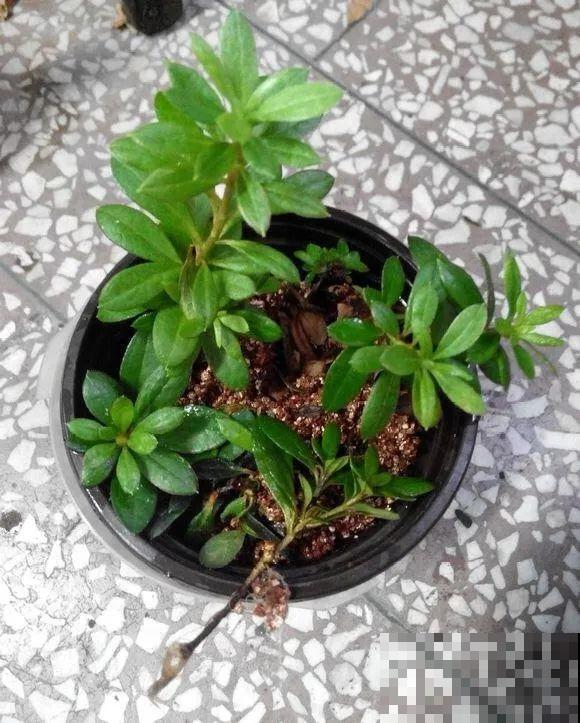 10种花,现在赶紧扦插,随便插土里就能活 10种花,现在赶紧扦插,随便插土里就能活