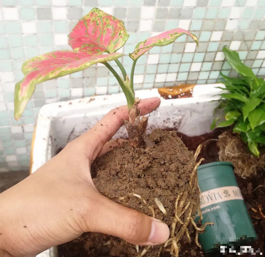 4种土,扔了也别养花,生虫烂根就是它! 4种土,扔了也别养花,生虫烂根就是它!