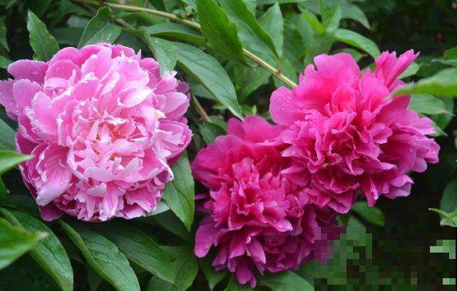 中国名花，五月花神，一开就惊艳全场！