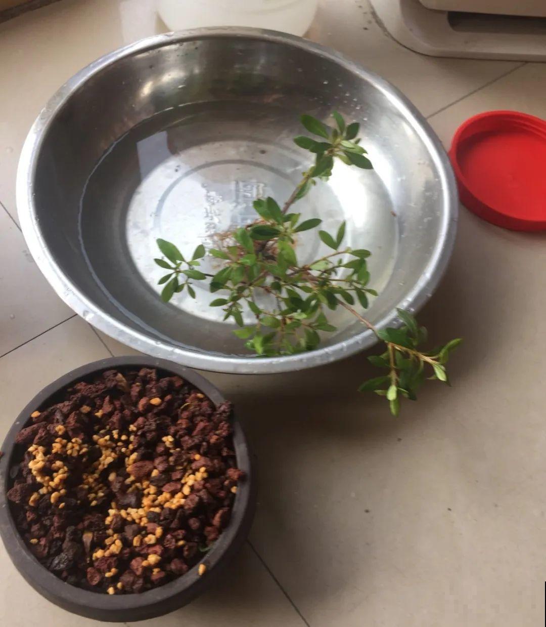 5种“有毒”水，千万不能浇花，浇一盆死一盆！