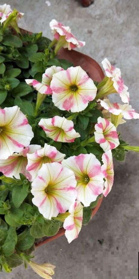 2种花，播种更省心，往土里一撒，嗖嗖长出小嫩芽