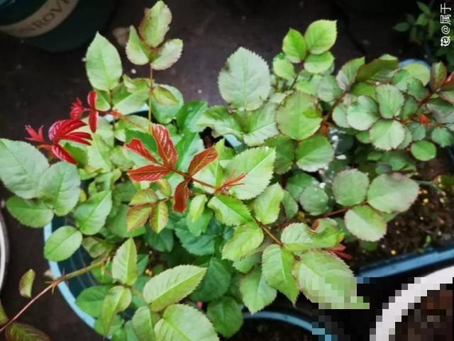 花出现黄叶打蔫，千万别扔，还能救回来！