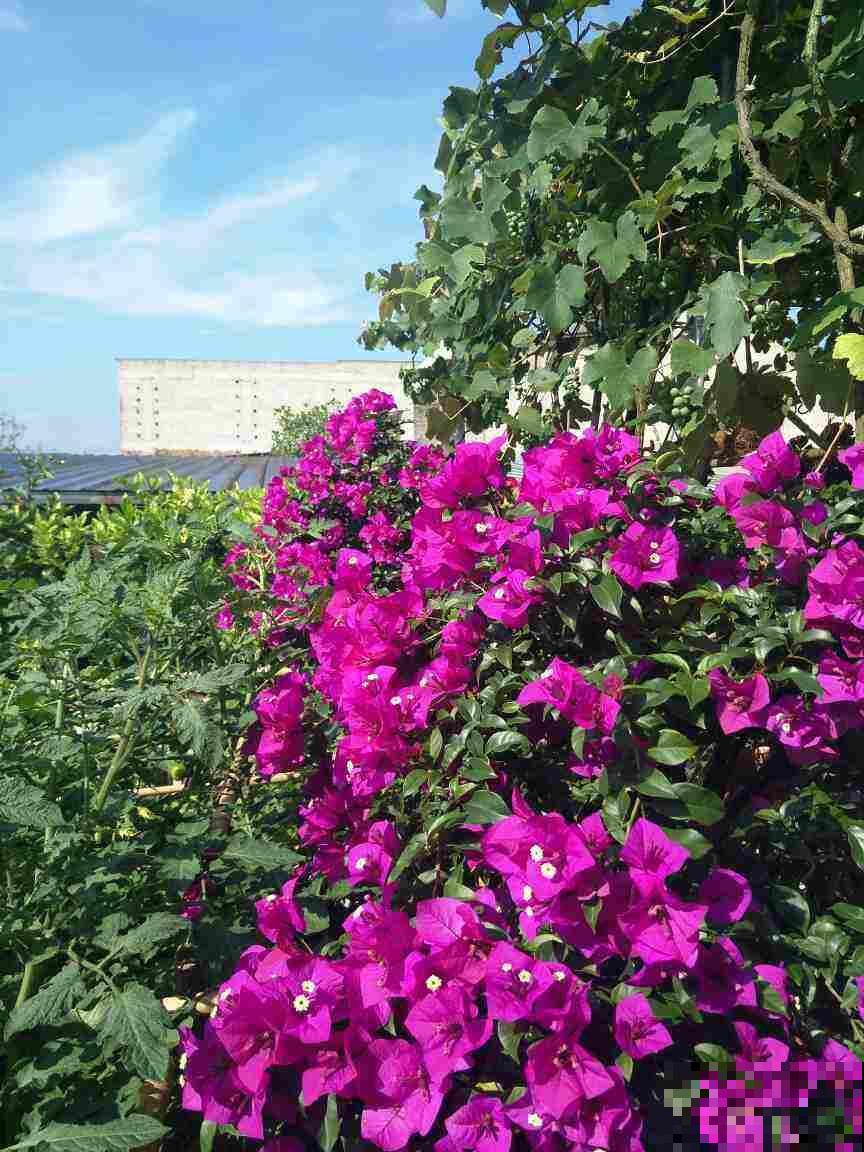 6种残花枝条，抓紧时间剪下来，趁热扦插好成活