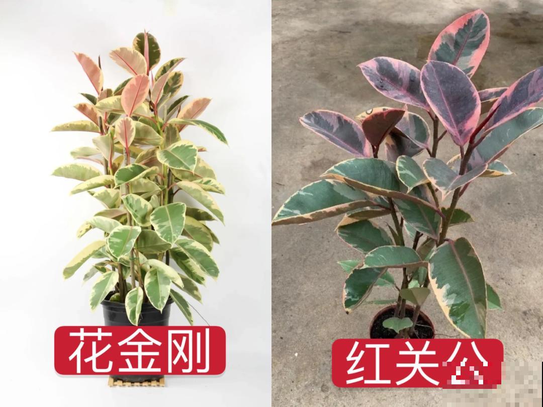 5种花超耐阴,夏天养一盆,清凉不怕热! 5种花超耐阴,夏天养一盆,清凉不怕热!
