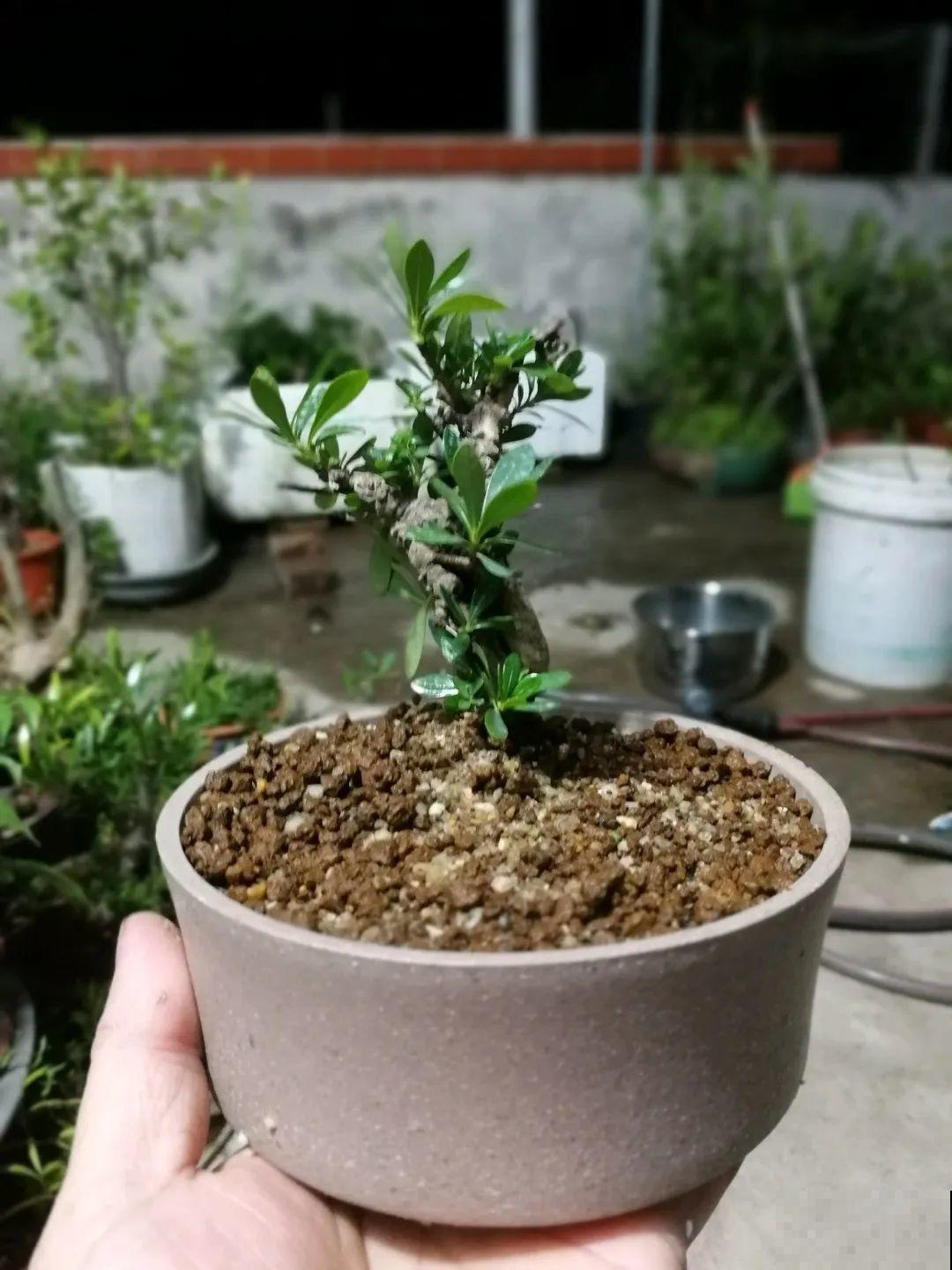 吊兰就用小盆养，根系拽一拽，立马变老桩！