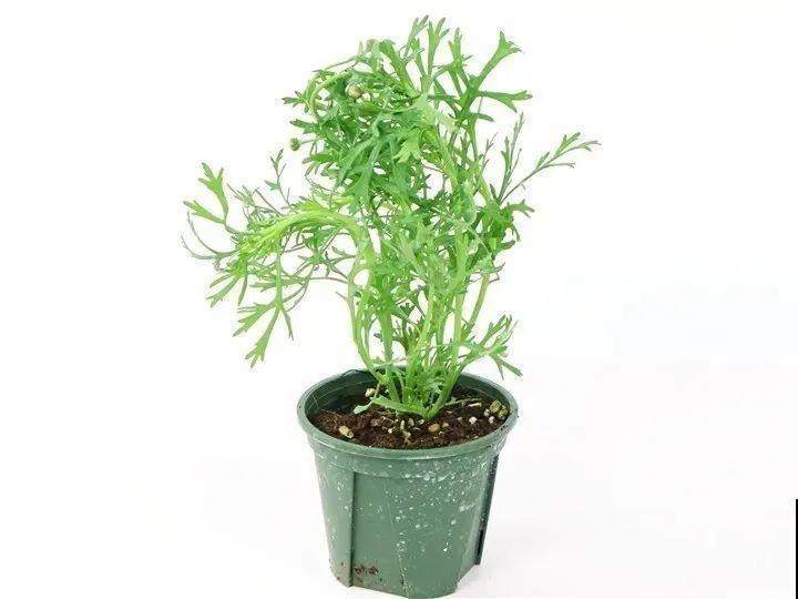 公认的“开花机器”，一盆能开上千朵，剪一茬开一茬！