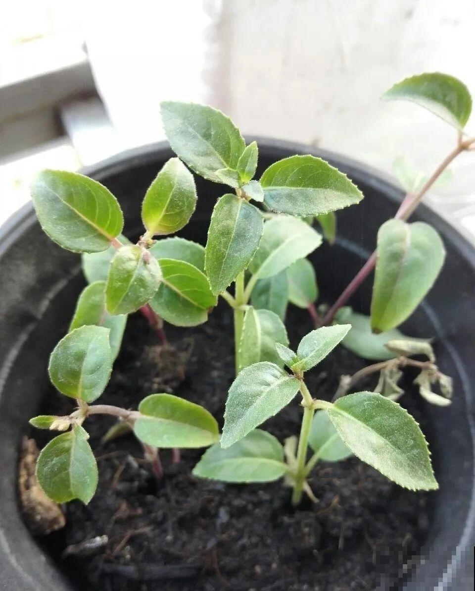 8种花夏天太容易死,现在赶紧扦插,死了也不心疼! 8种花夏天太容易死,现在赶紧扦插,死了也不心疼!