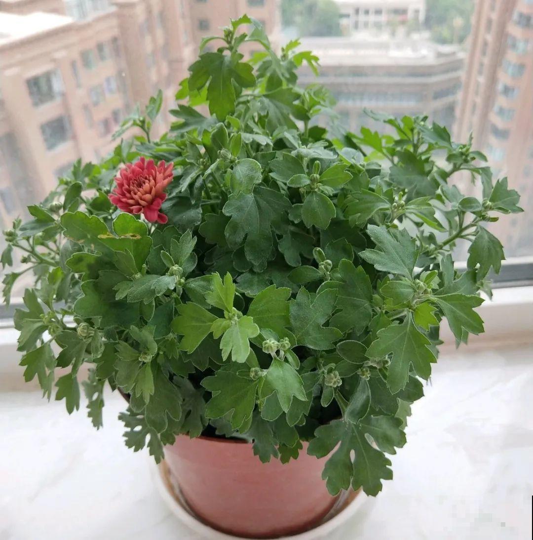 8种花，5月要赶紧修剪，剪完了还能窜新芽