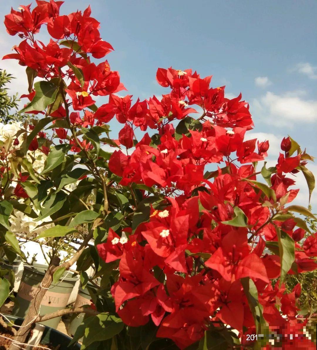 超耐热的三角梅，30℃仍然疯狂开花，爬成一面大花墙！