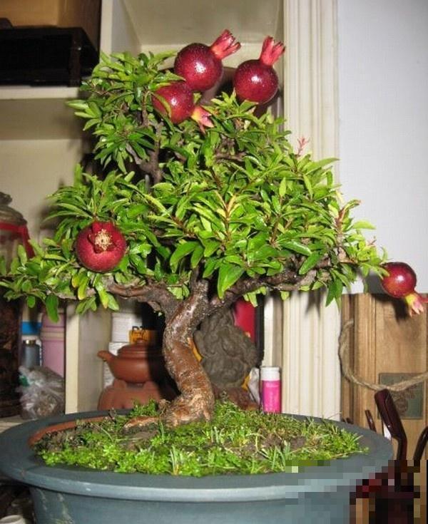 极品水果盆景,黄澄澄的果子挂满枝,太诱人了! 极品水果盆景,黄澄澄的果子挂满枝,太诱人了!