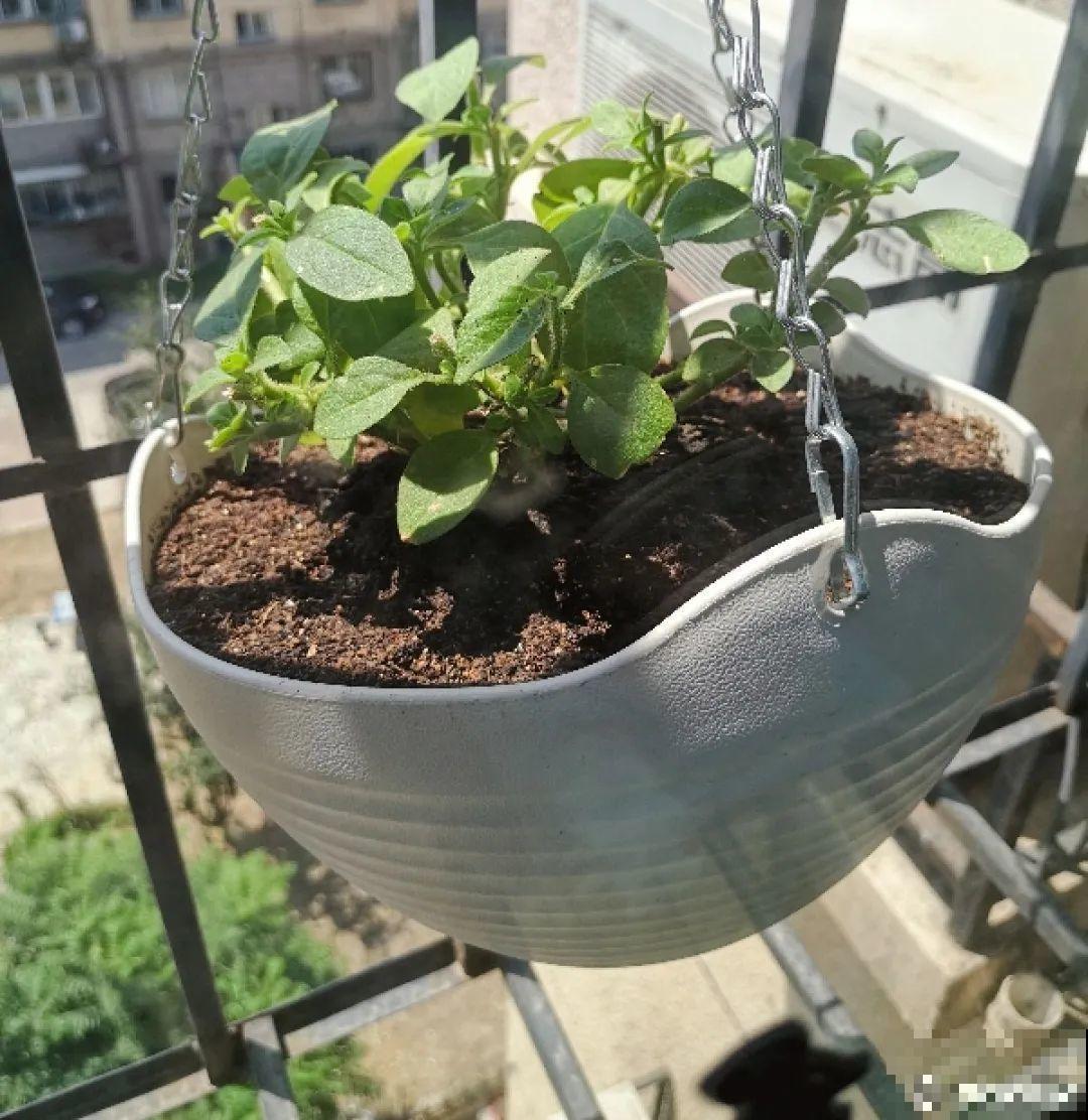 绣球马上剪，下个月就晚了，错过明年不开花